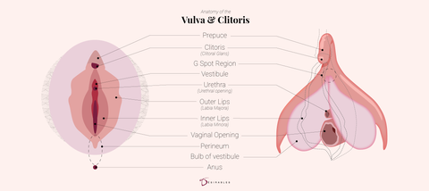 Vulva and clitoris anatomy diagram by Désirables