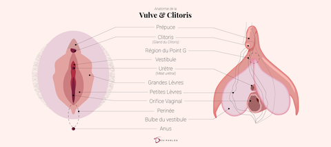 Anatomie vulve et clitoris par Désirables