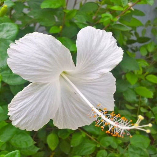 Buy Hibiscus, Gudhal Flower (Red) - Plant online from Nurserylive