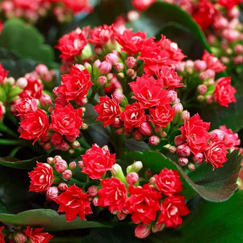 Buy Red Flower Plants at Nurserylive Pune. Lowest Prices