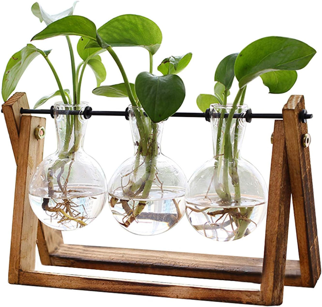 Glass and Wood Plant Terrarium