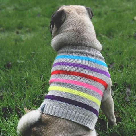 grey dog jumper