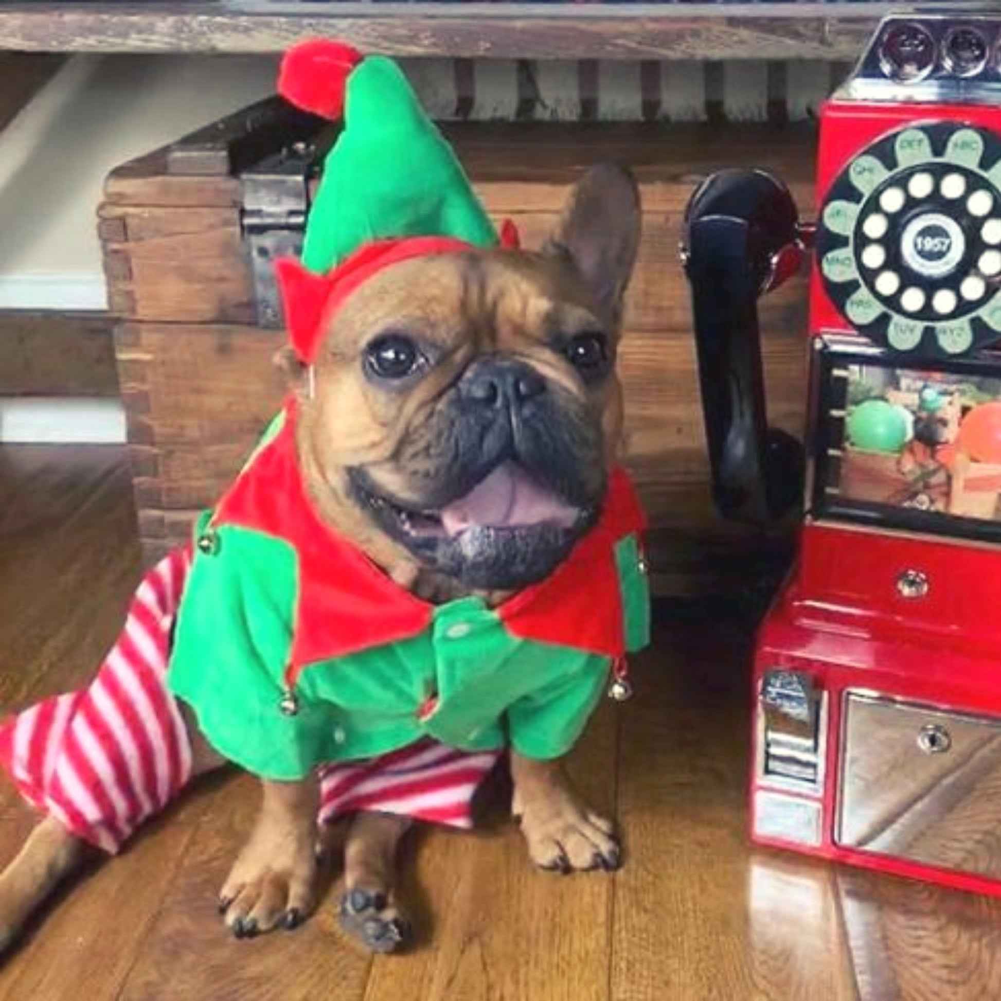 Dog Elf Costume – BellaJoJos