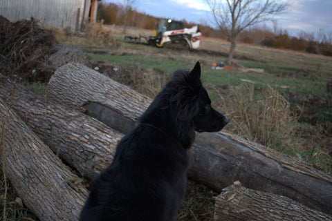 Rocky Guarding our Ash Logs