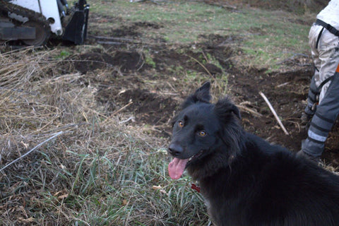 Rocky Our Border Collie Lab