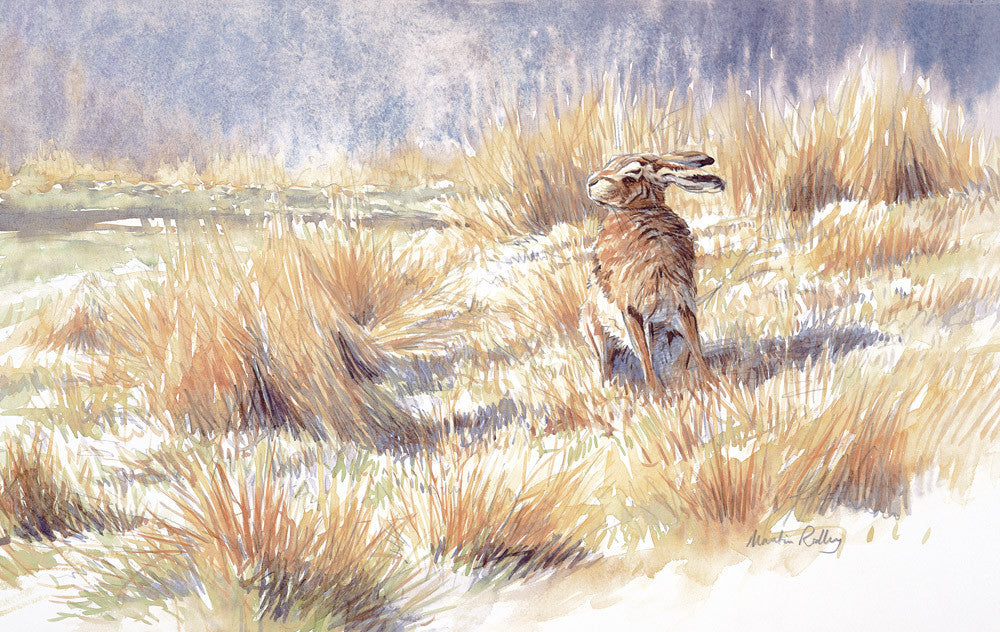 Download "Sunbathing Hare" Brown Hare Limited Edition Print - Aquila Art