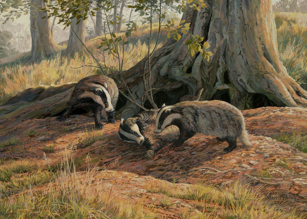 badger badgers wildlife prints paintings animal painting artist canvas playing martin animals ridley rough dibujos woods oil blanco paint framed