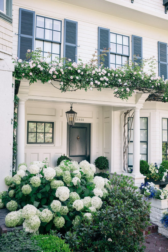Hamptons house with mass white Hydrangeas - Driftwood Interiors Blog