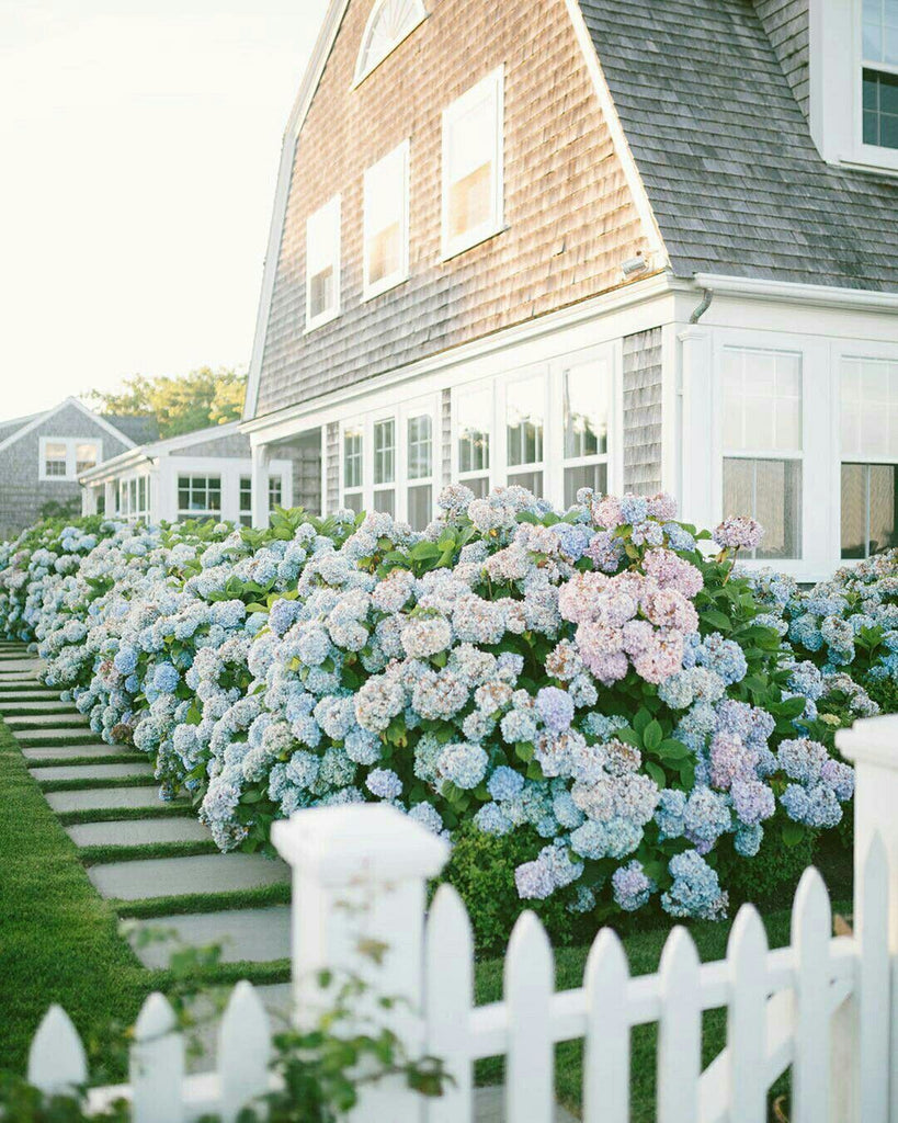 Home in the Hamptons with blue hydrangeas - Driftwood Interiors blog