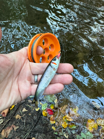 Microfishing for Warpaint Shiner with Hand Reel