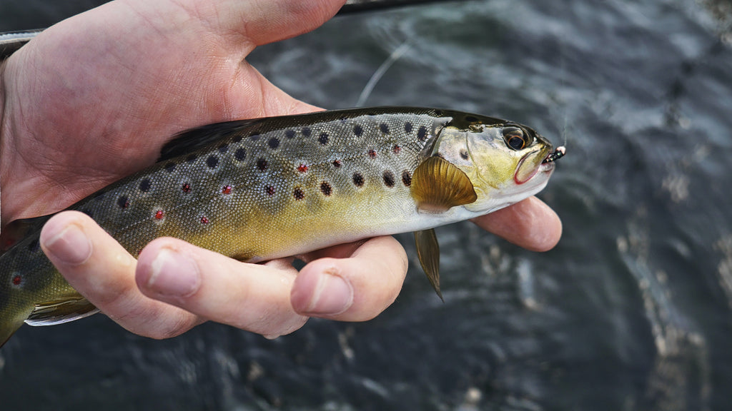 trout fishing with hand reel