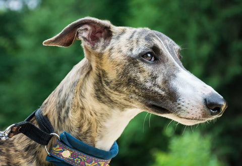 whippet in field