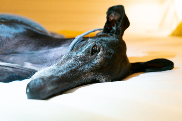 greyhound staring