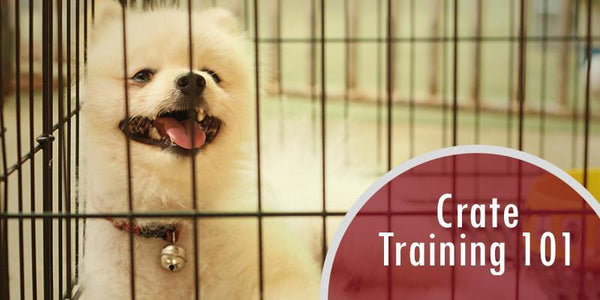 puppy 101 crate training