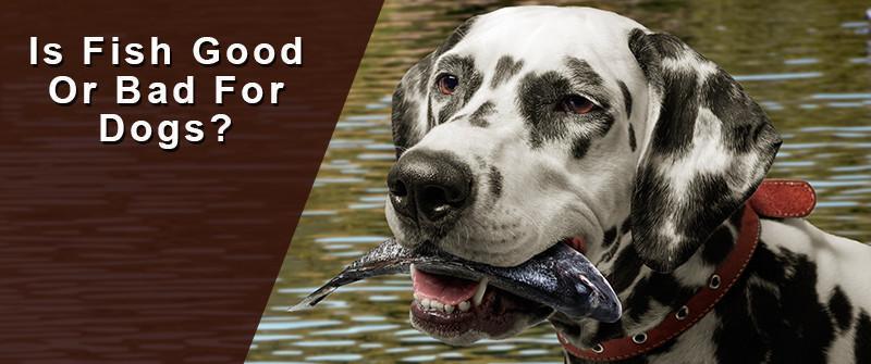 what fish is bad for dogs