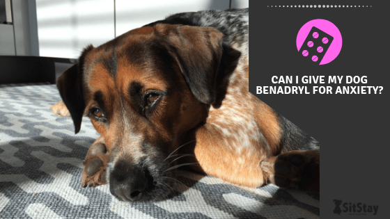 how fast does benadryl work in dogs