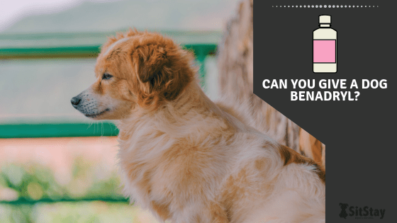 can you give a dog liquid benadryl