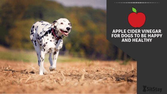 apple cider vinegar to stop dog chewing