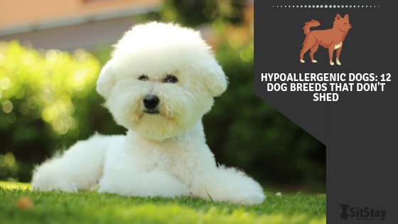 non shedding and hypoallergenic dogs