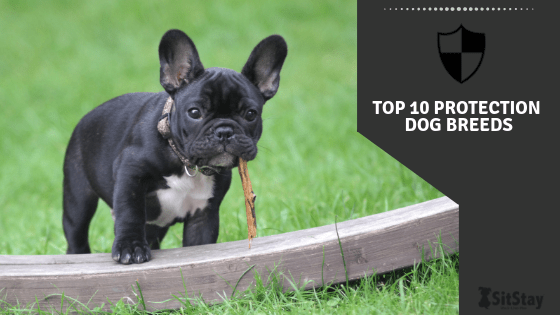 top protective dog breeds