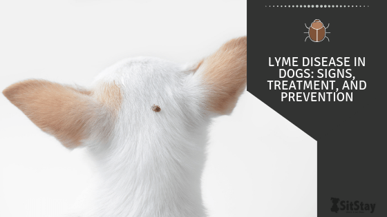 home remedies for lyme disease in dogs