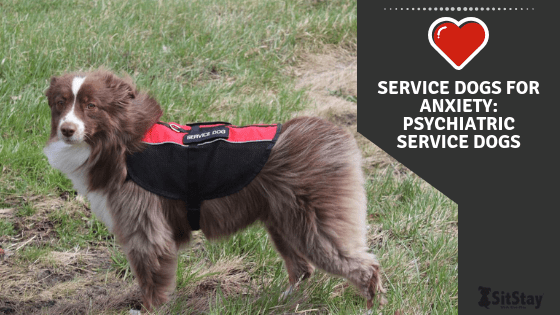 service dogs for anxiety and depression