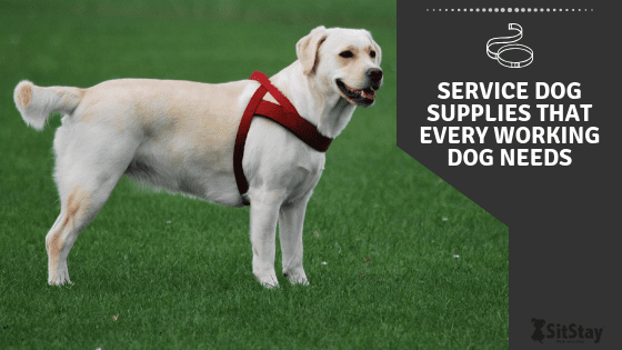 working dog pet supplies