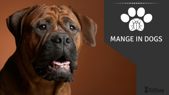 can coconut oil treat mange in dogs