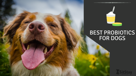 best pro and prebiotics for dogs