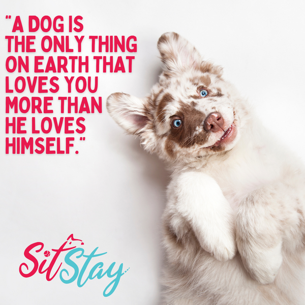 Quotes About Dogs