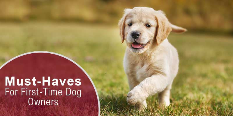 Must-Haves For First-Time Dog Owners - SitStay