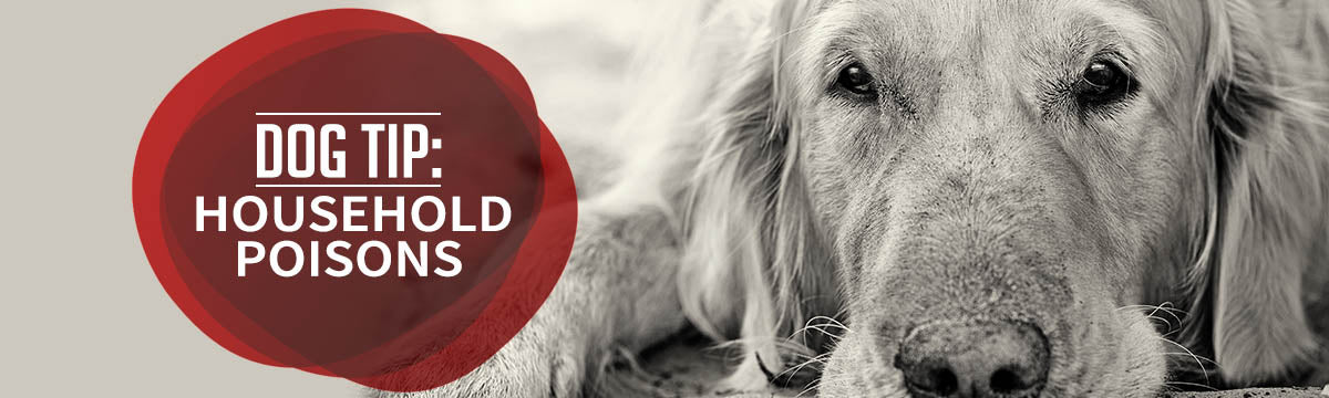 Dog Tip: Household poisons logo header text on a red circle, on a gray background