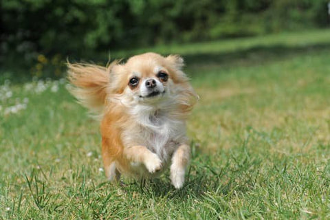 Long haired blond chihuahua running through a back yard