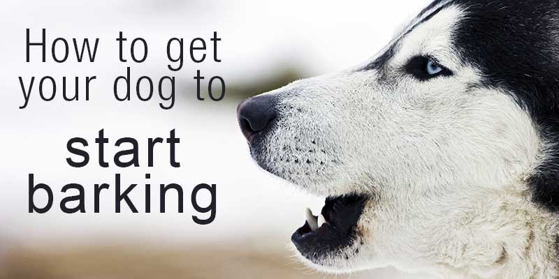 how can i help my dog gain hearing