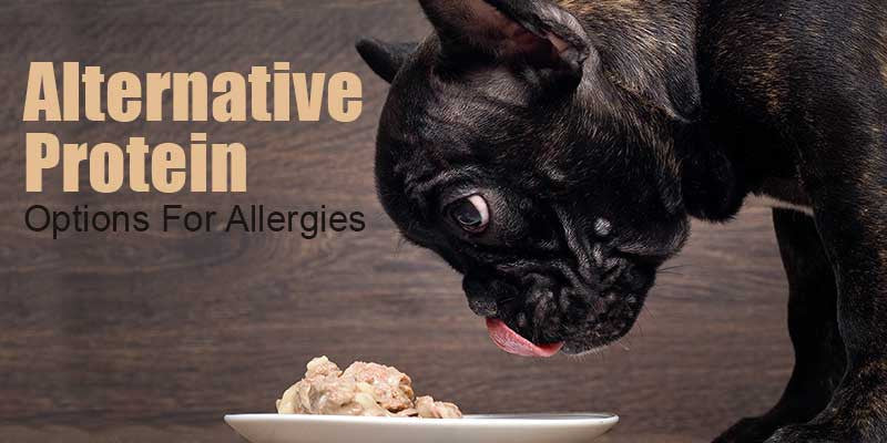 best protein for allergic dogs