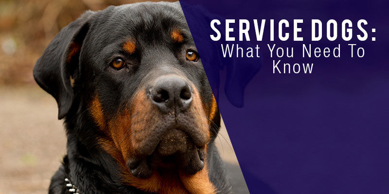 can you touch a service dog
