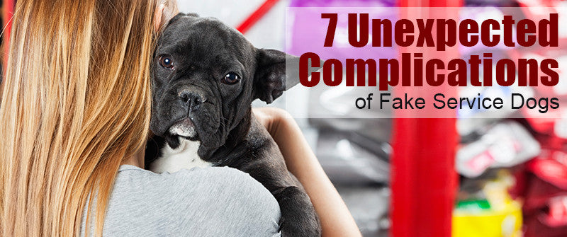 SitStay Blog: 7 Unexpected Complications of Fake Service Dogs