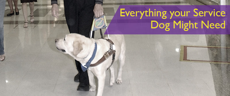 SitStay Blog Everything your Service Dog Might Need