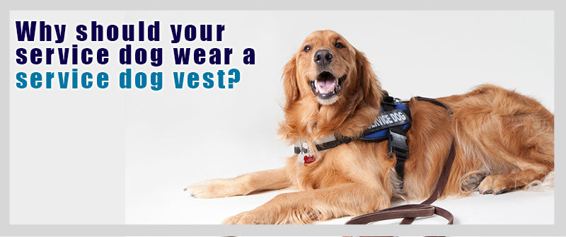 SitStay Blog Why your Service Dog should wear a Service Dog Vest