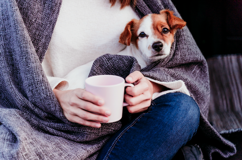 how do dogs choose their favorite person