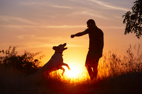 how do dogs choose their favorite person