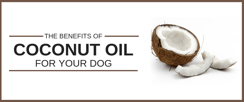 can coconut oil help dogs dry skin