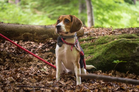 beagle hiking