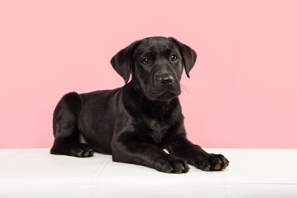 Labrador Retriever