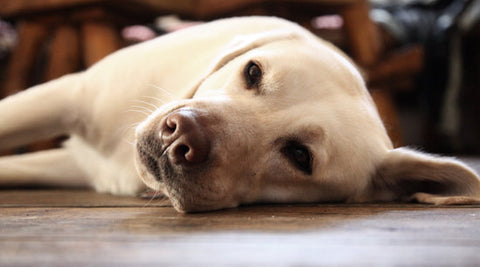 can dogs get food poisoning from humans