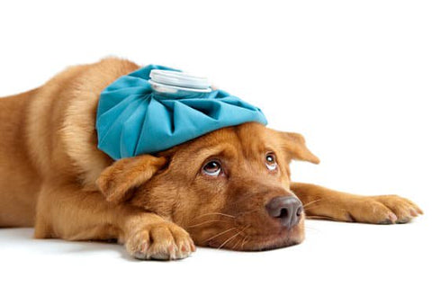 are dogs immune to human illnesses
