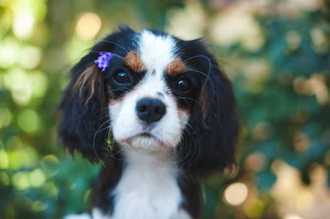 dog breed king cavalier