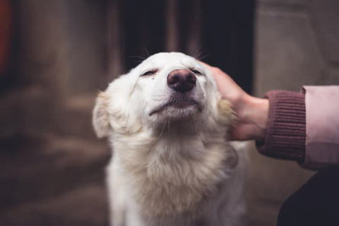 White dog enjoying a petting with its eyes closed