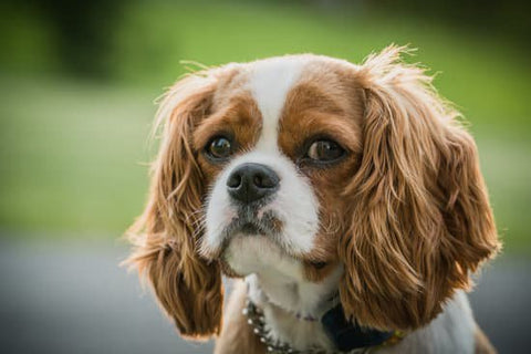 King Charles spaniel looking scared at the camera with a chain collar