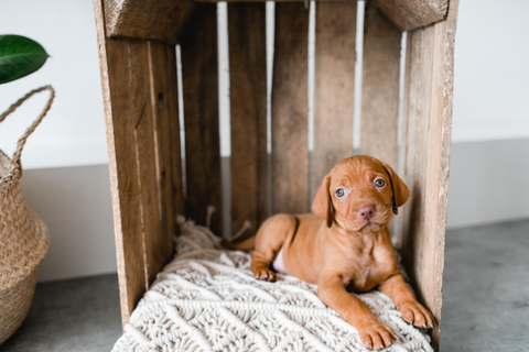 vizsla puppy